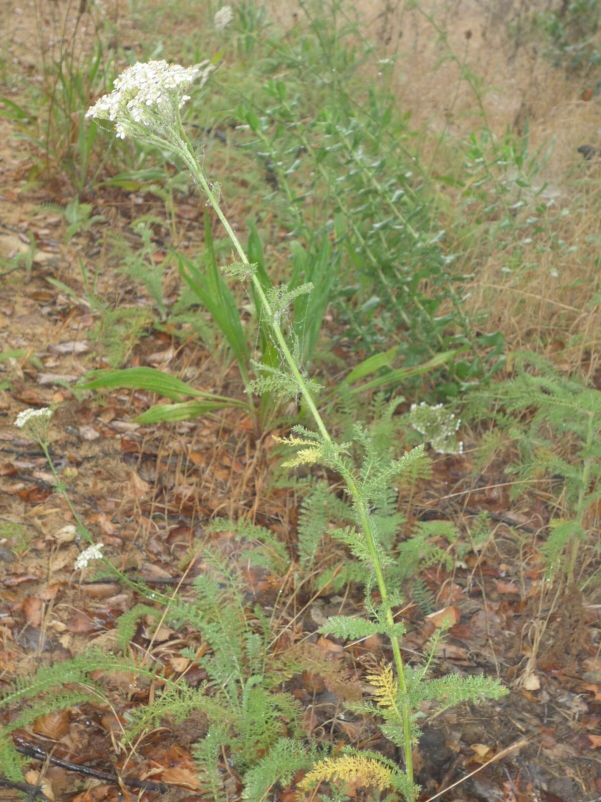 High Resolution Achillea millefolium Plant